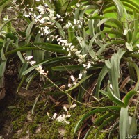 Aerides ringens (Lindl.) C.E.C.Fisch.
